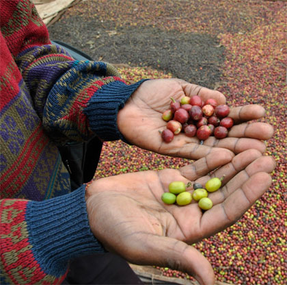 Beans in hand